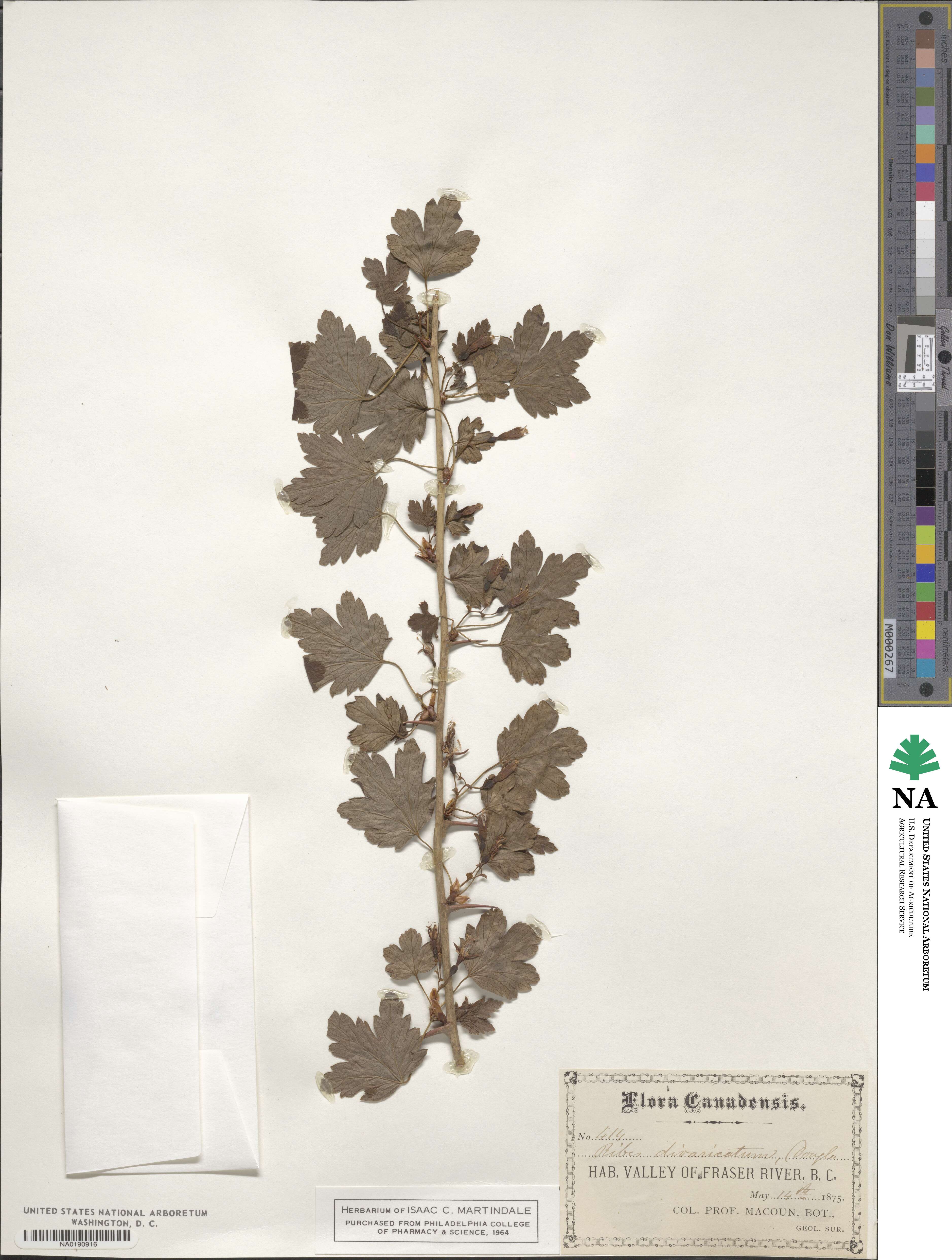 Ribes divaricatum image