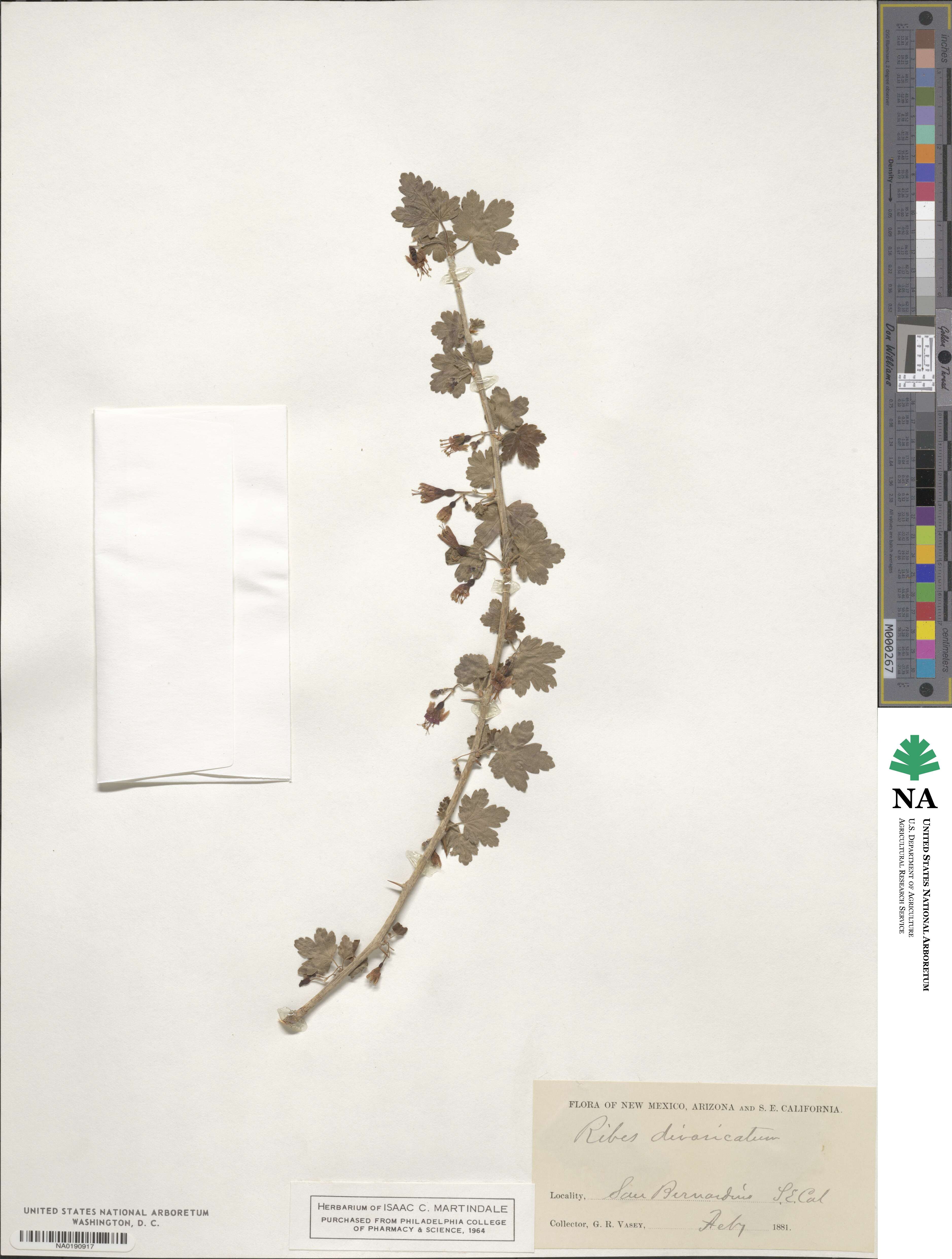 Ribes divaricatum image