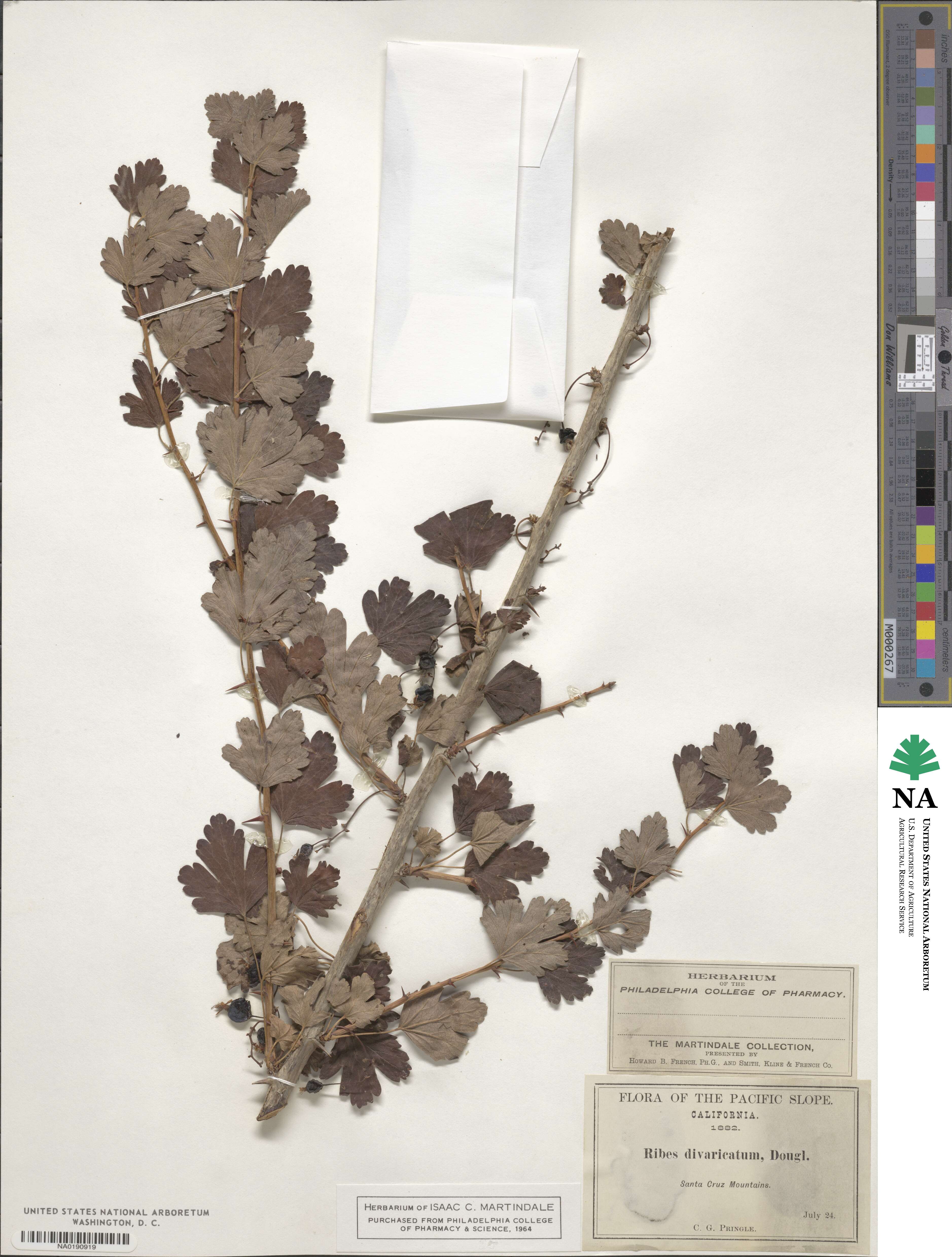 Ribes divaricatum image