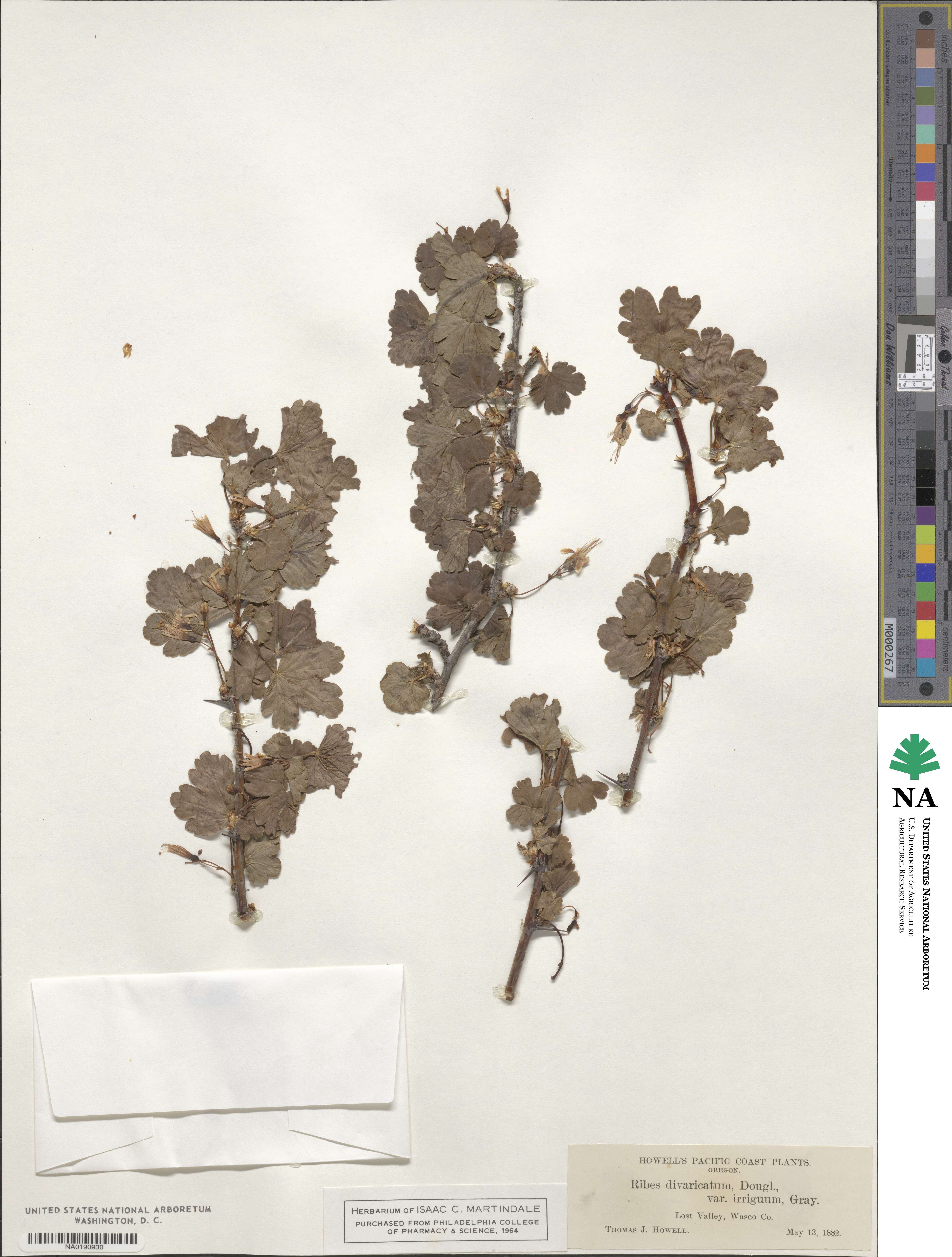 Ribes oxyacanthoides image