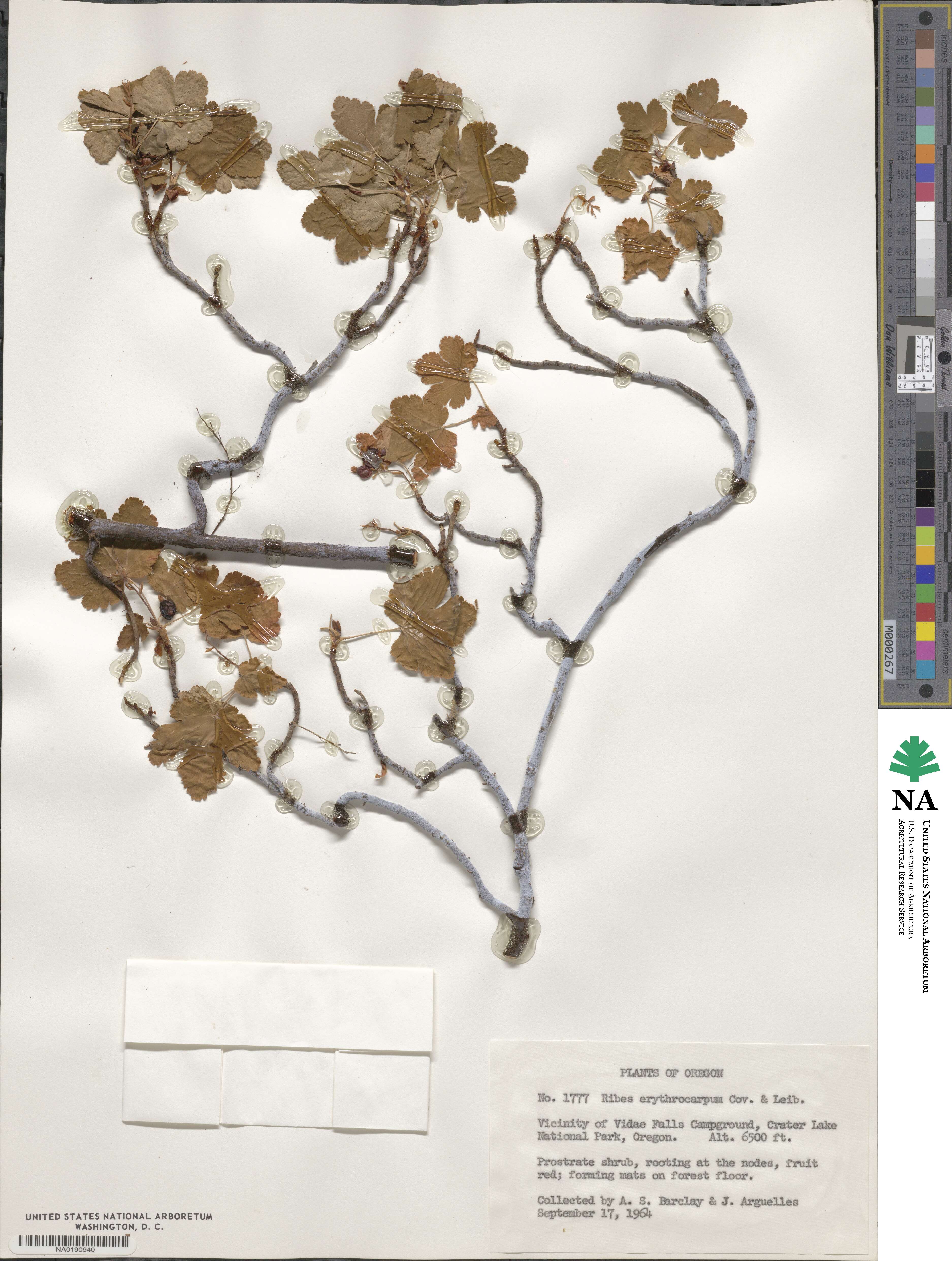 Ribes erythrocarpum image