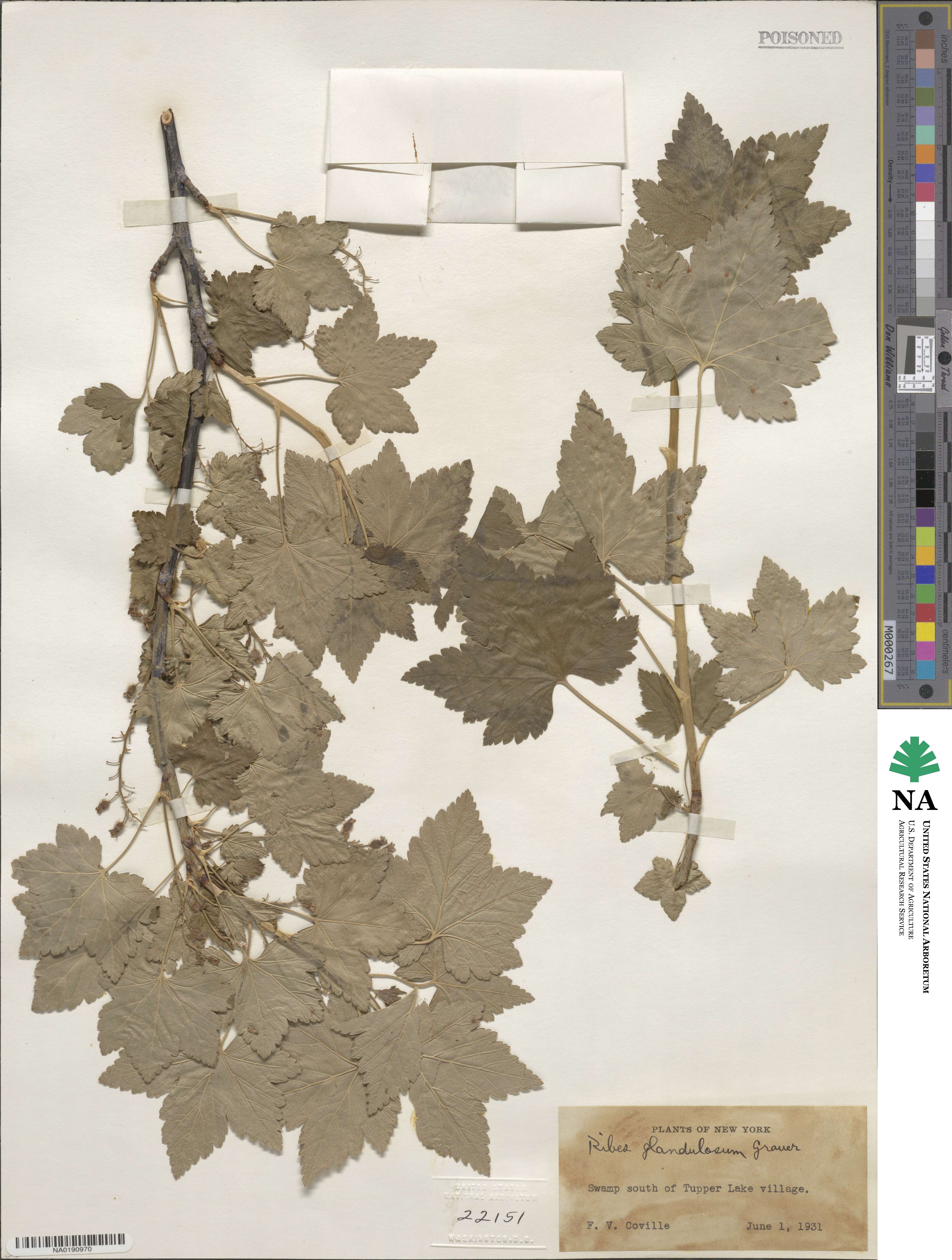 Ribes glandulosum image