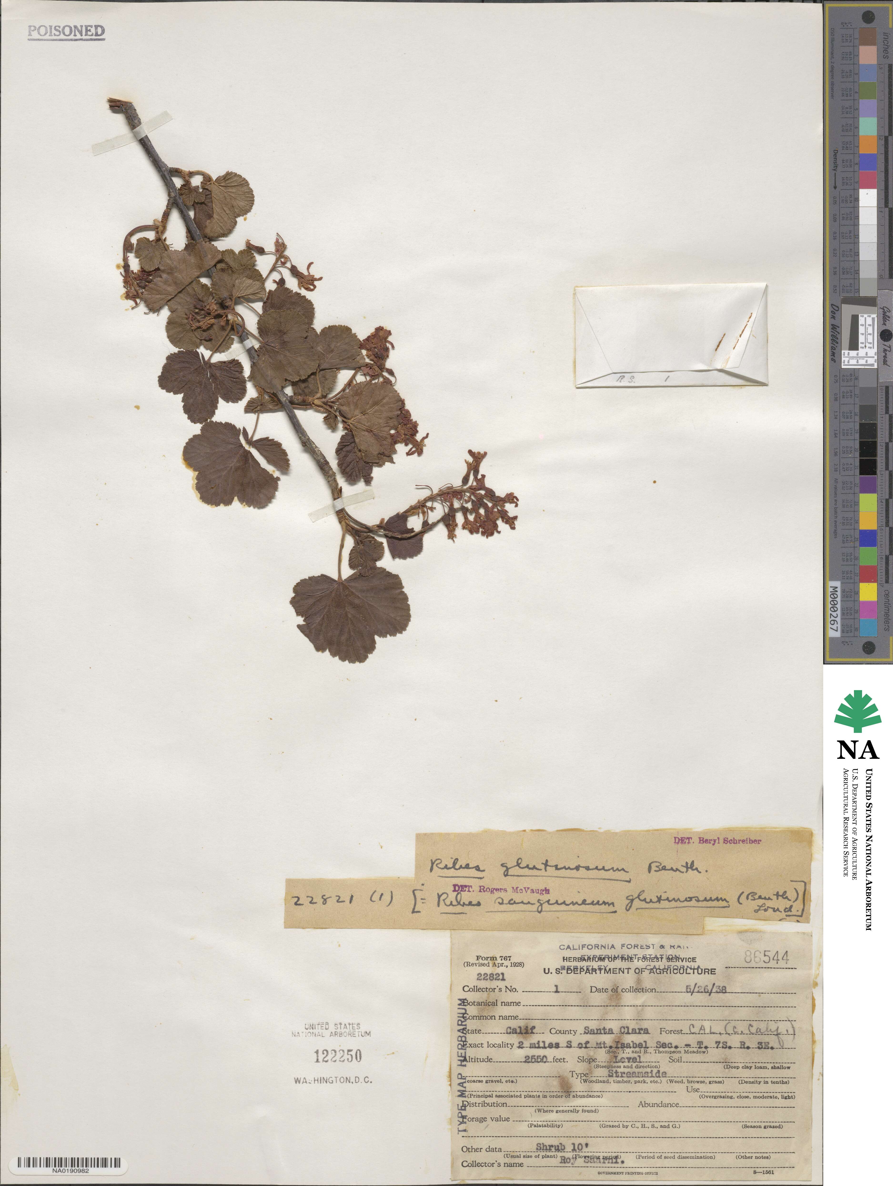 Ribes glutinosum image