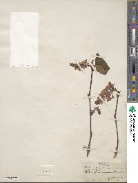 Ribes glutinosum image