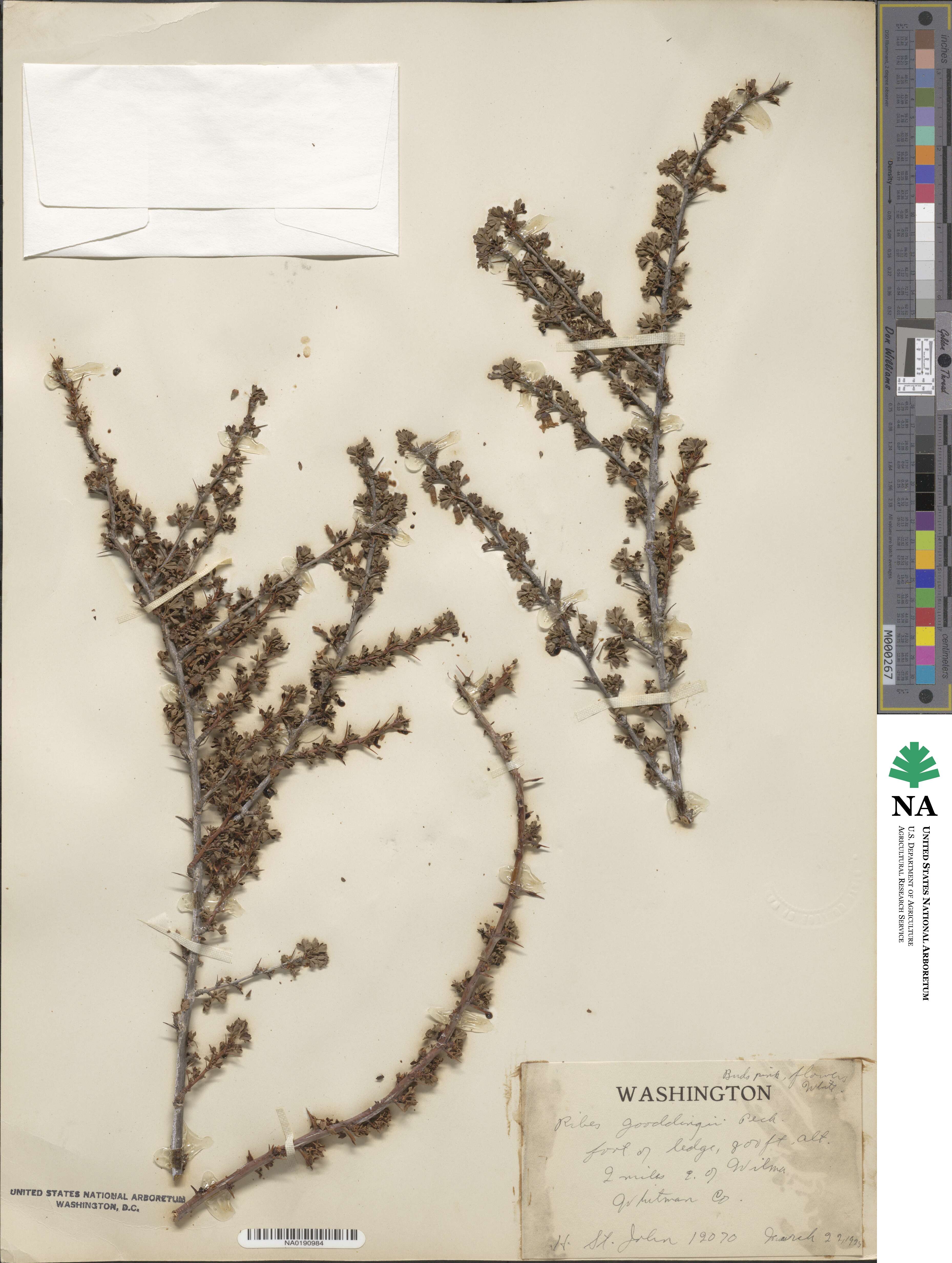 Ribes velutinum var. gooddingii image