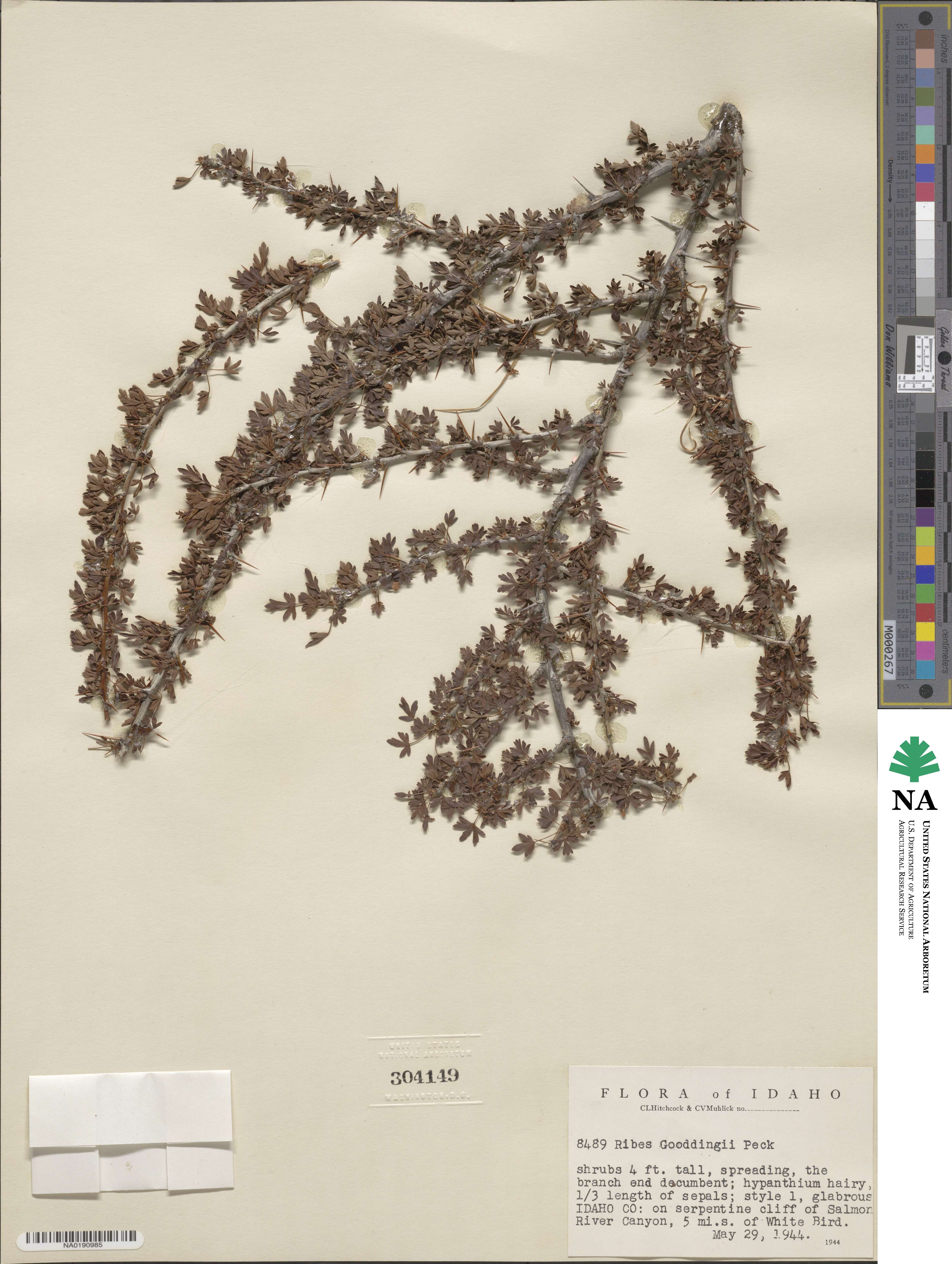 Ribes velutinum var. gooddingii image