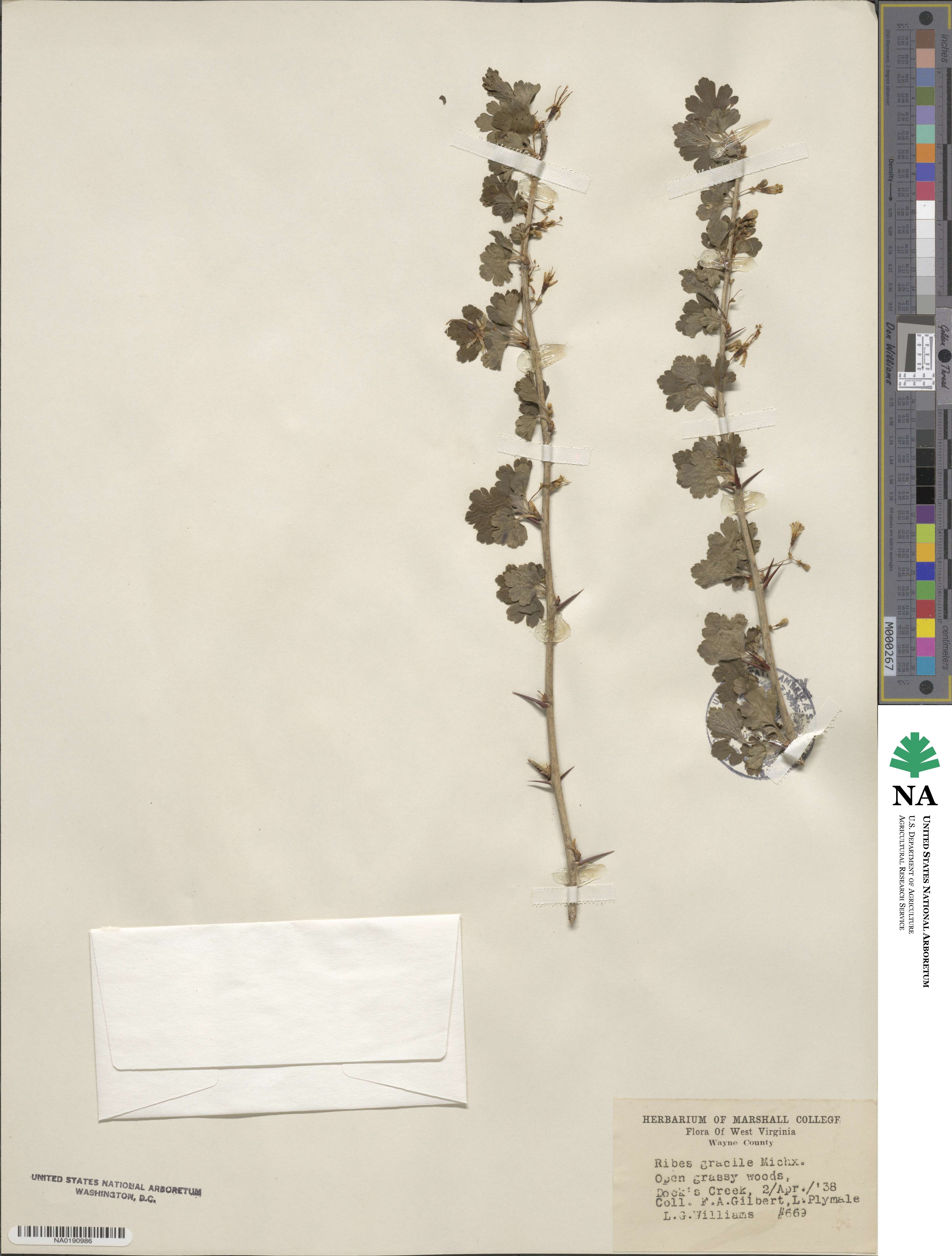 Ribes gracile image