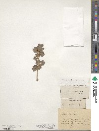 Ribes gracile image