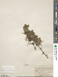 Ribes gracile image