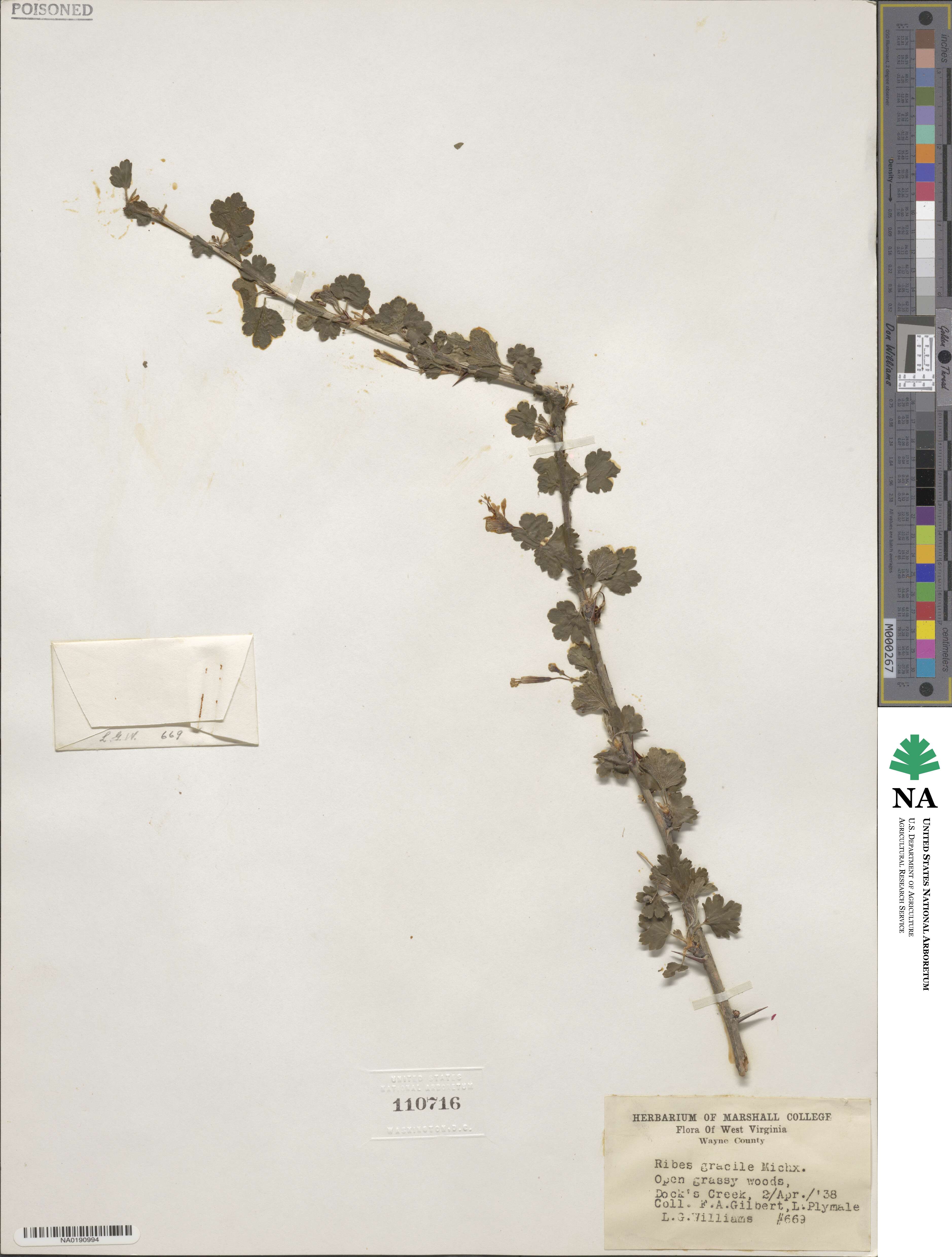 Ribes gracile image