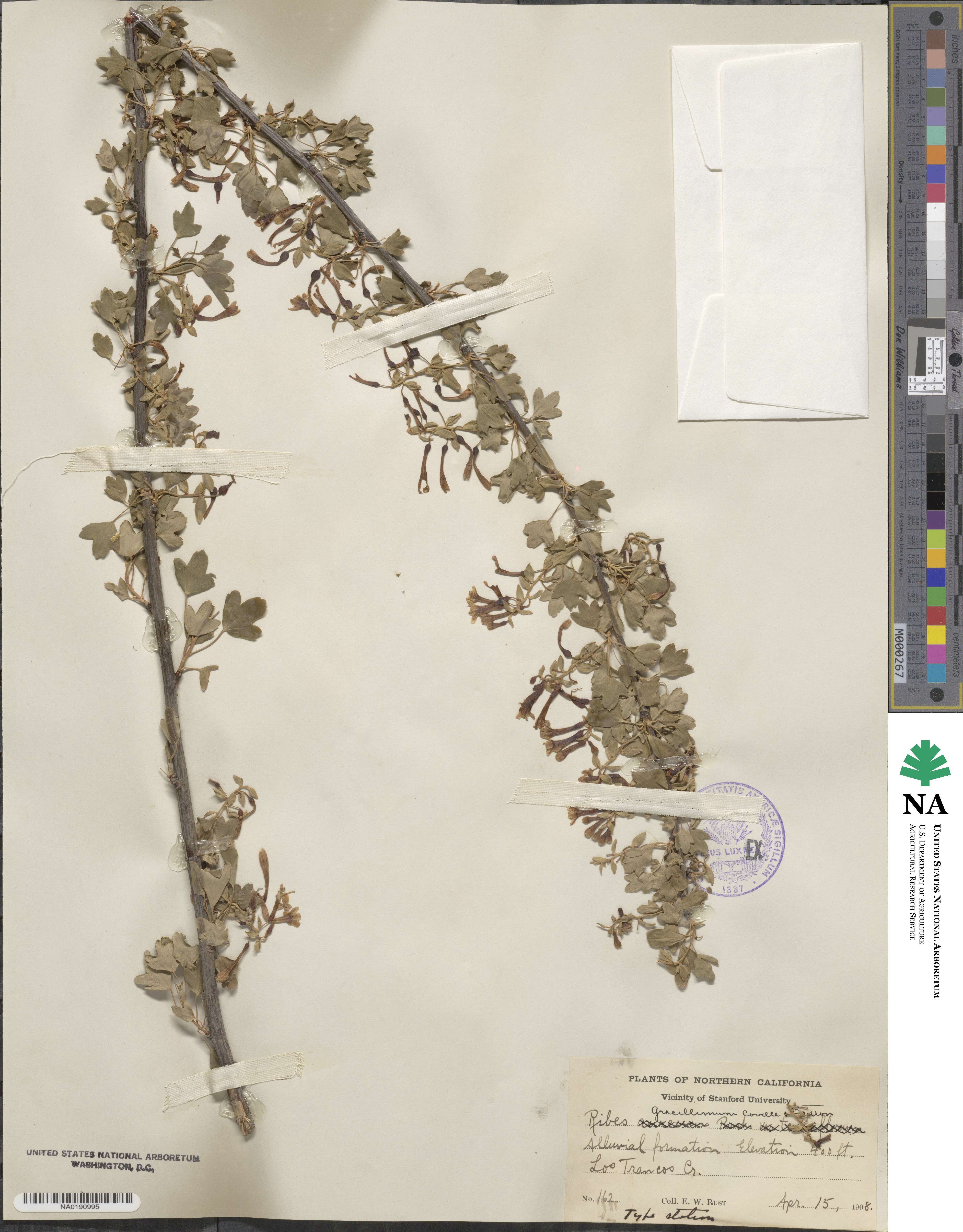 Ribes longeracemosum var. gracillimum image