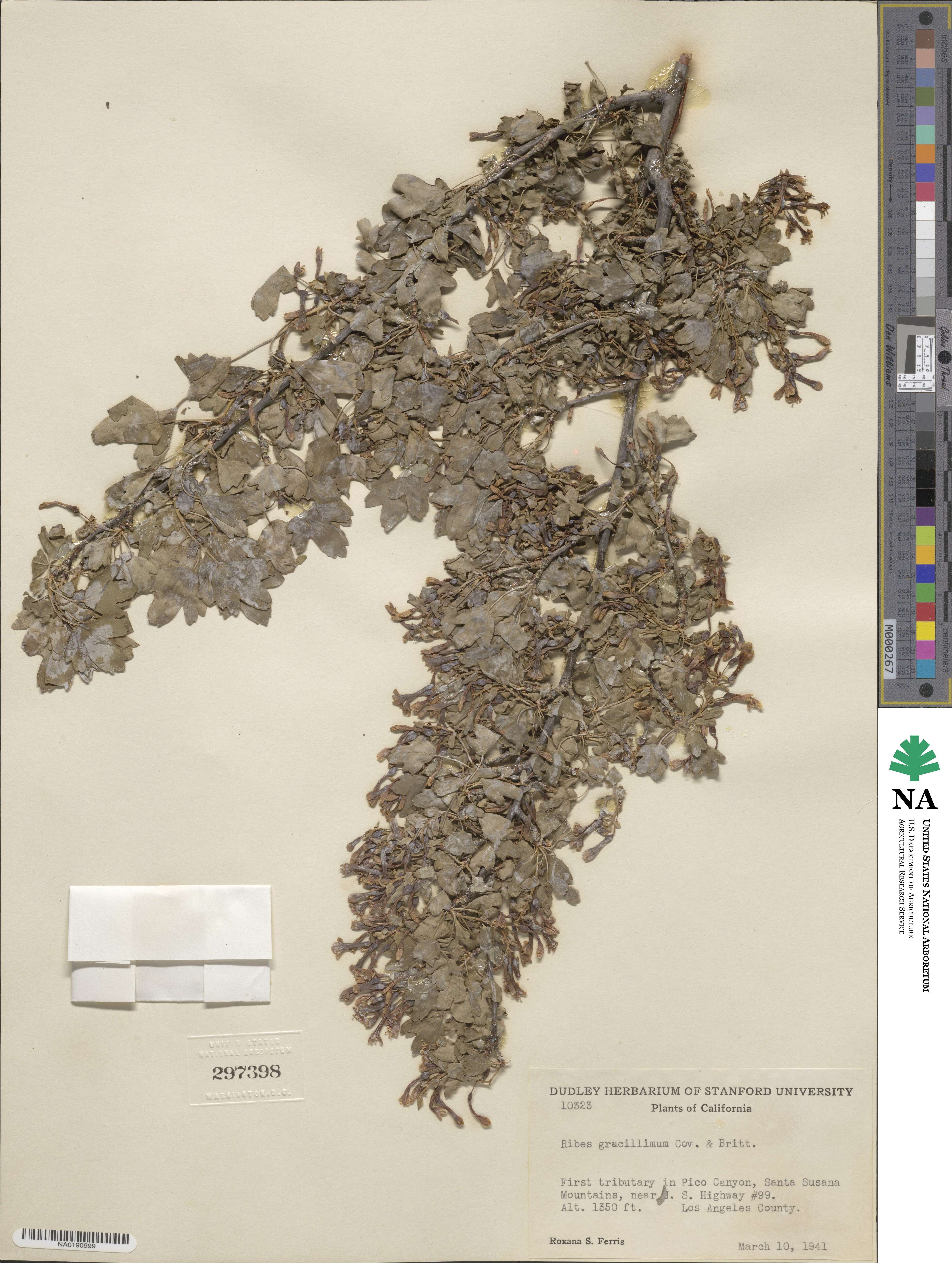 Ribes longeracemosum image