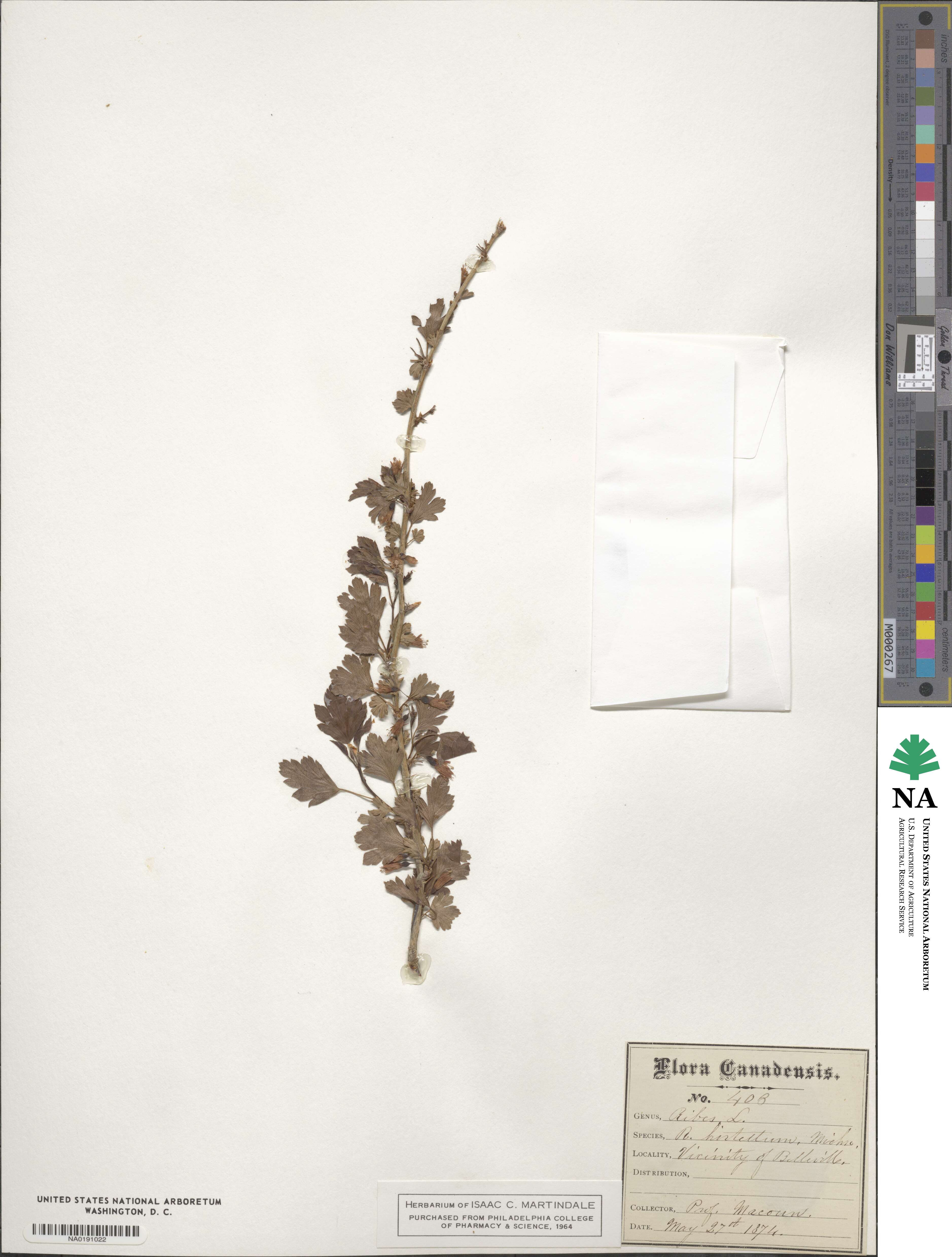 Ribes hirtellum image