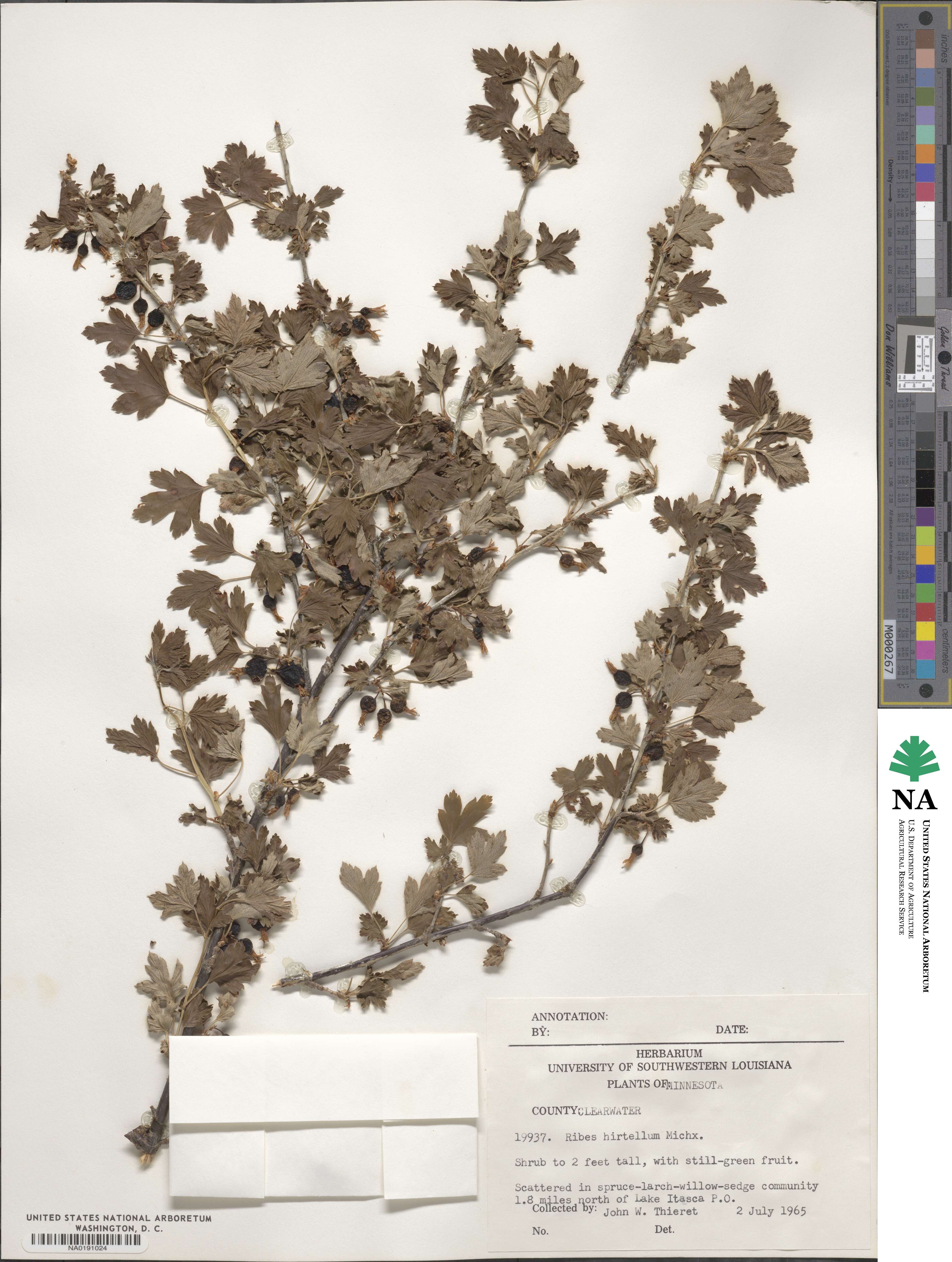Ribes hirtellum image