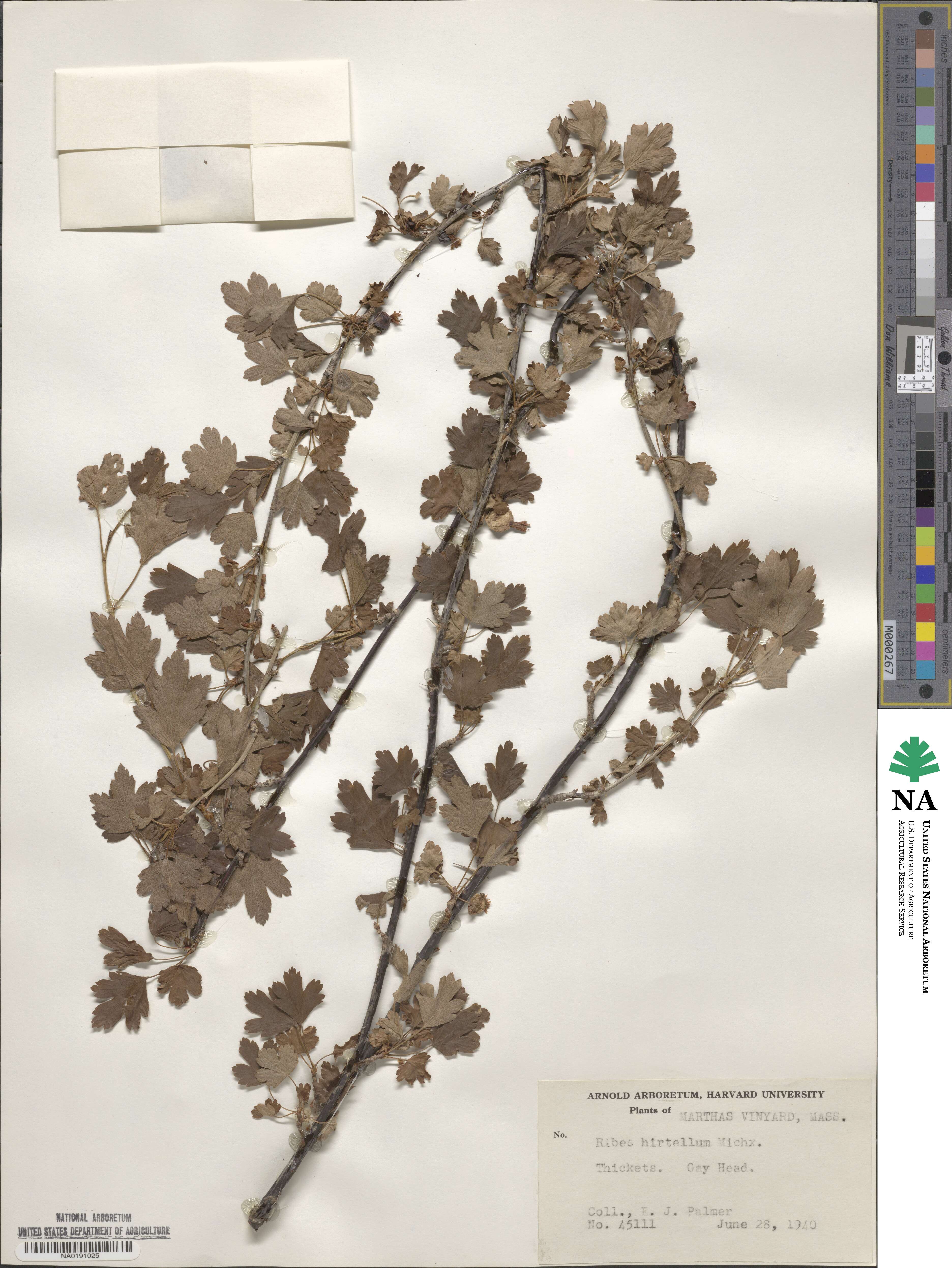 Ribes hirtellum image