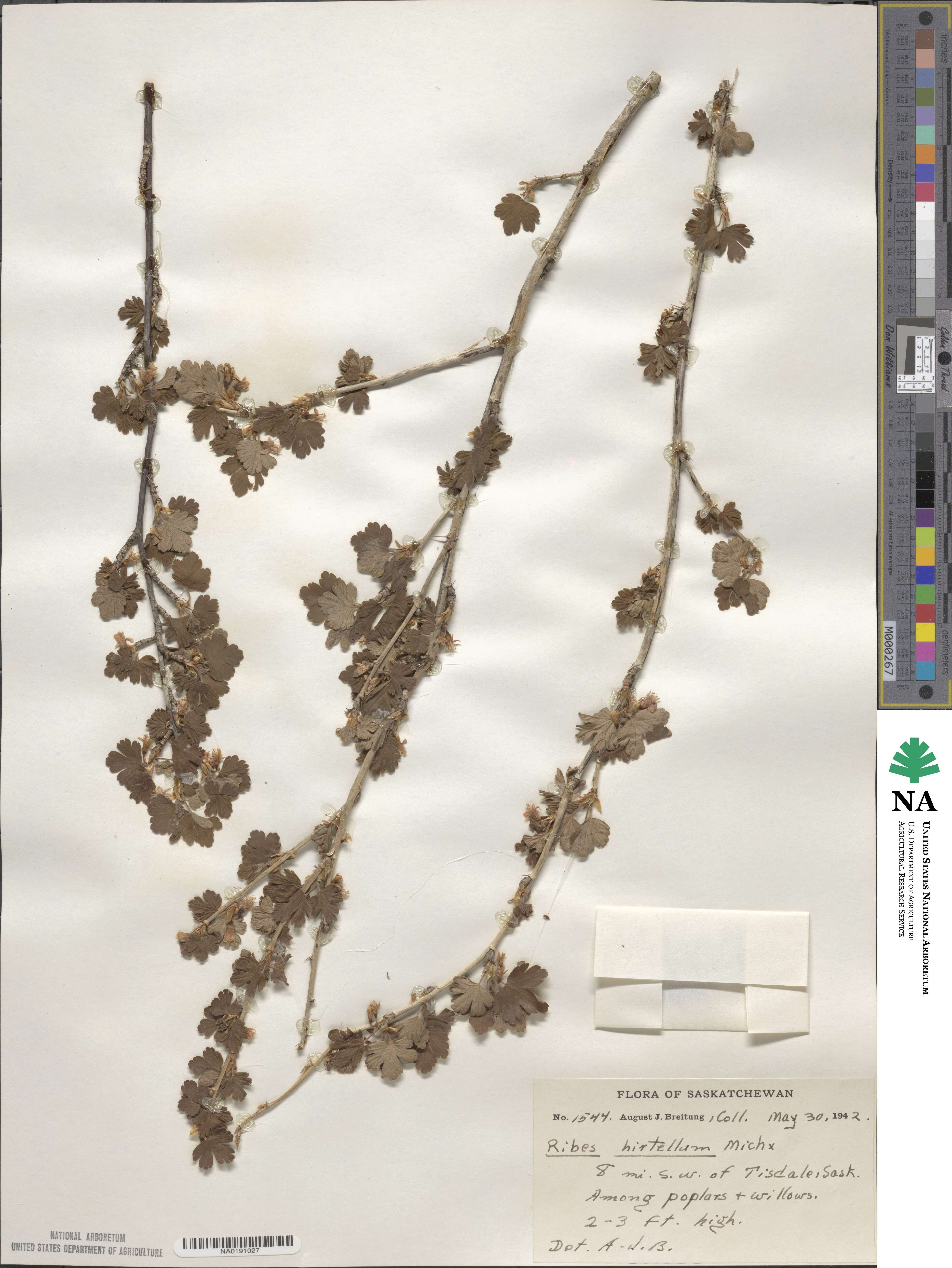 Ribes hirtellum image