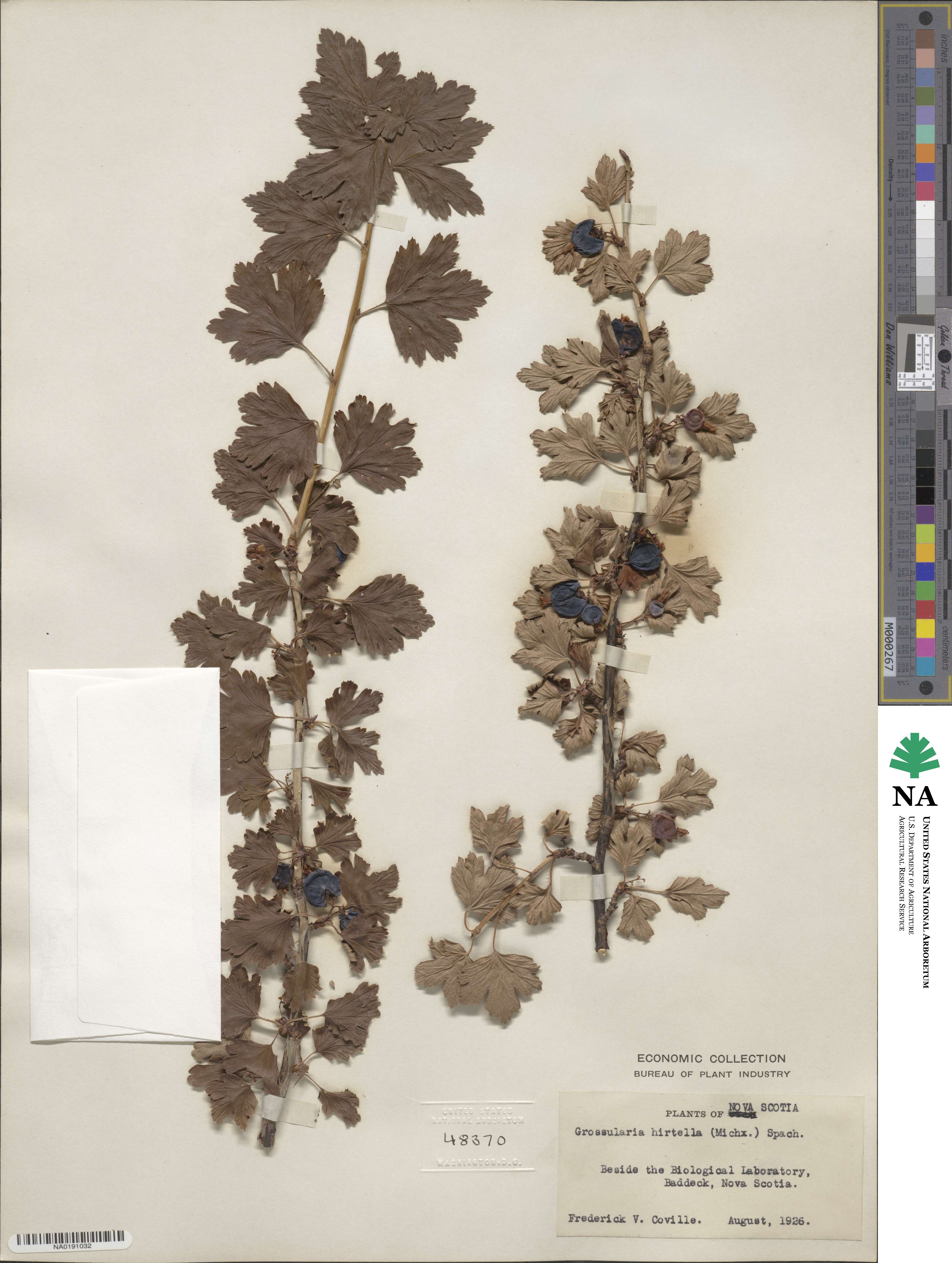 Ribes hirtellum image