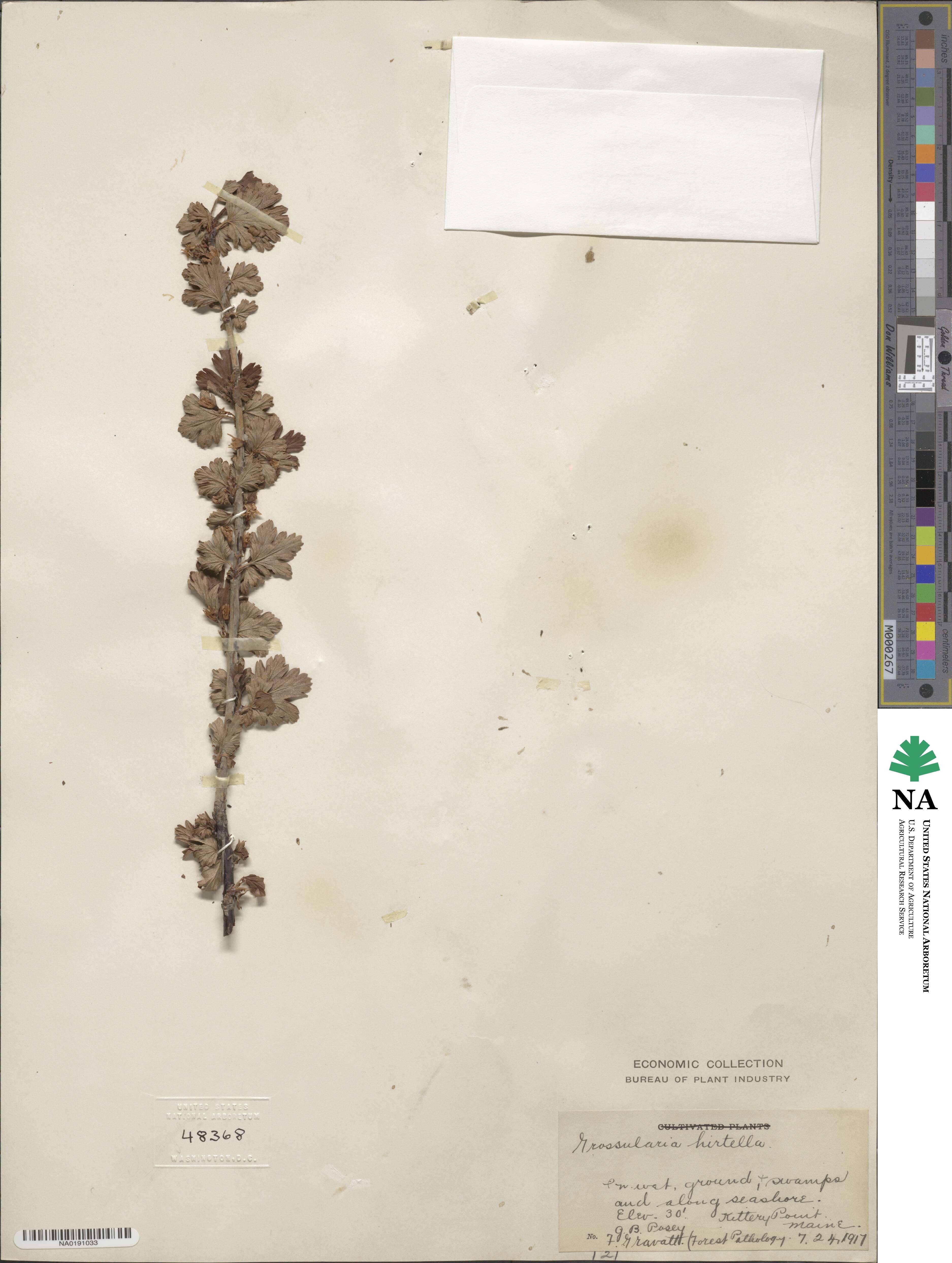 Ribes hirtellum image