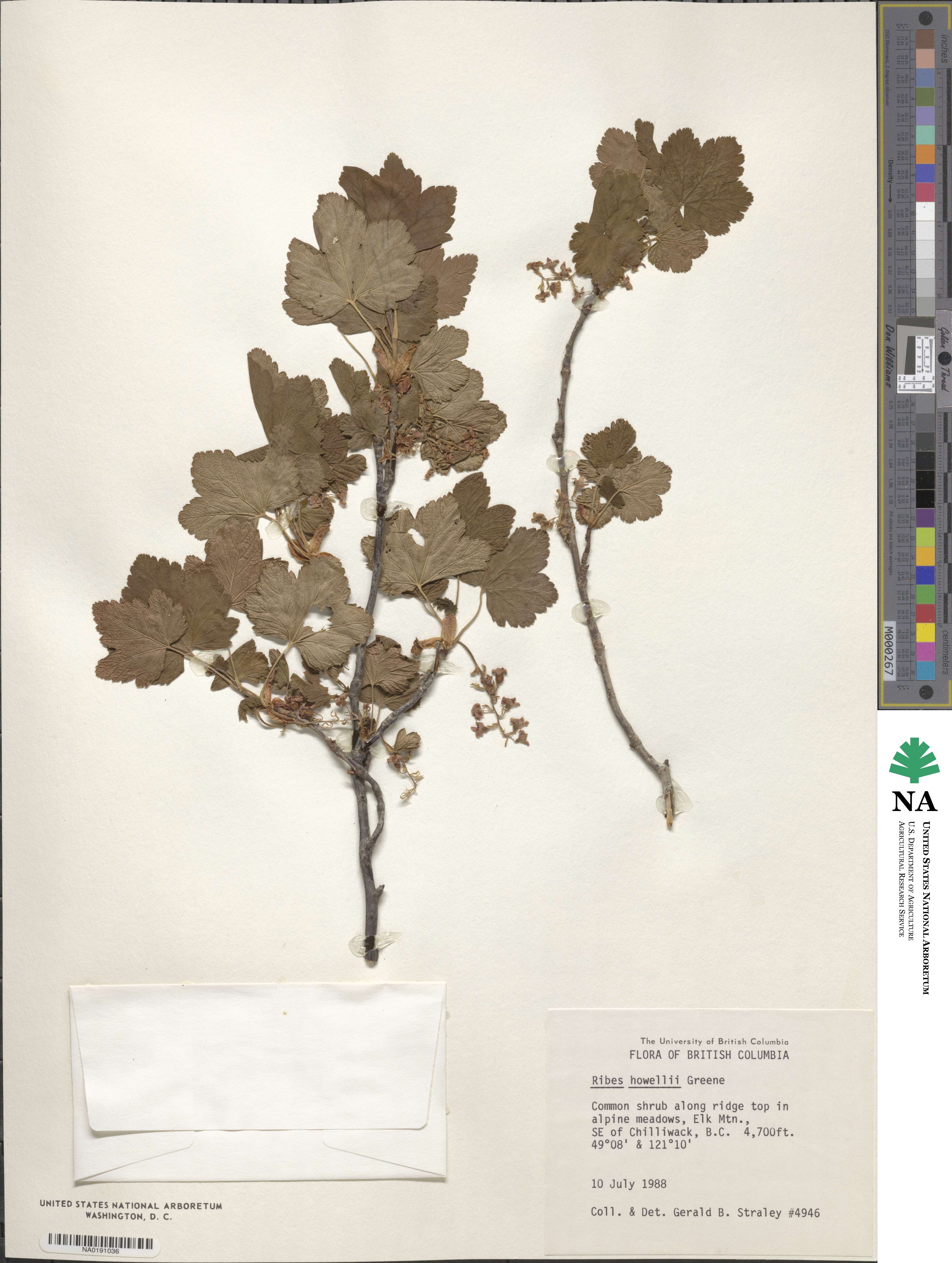 Ribes acerifolium image