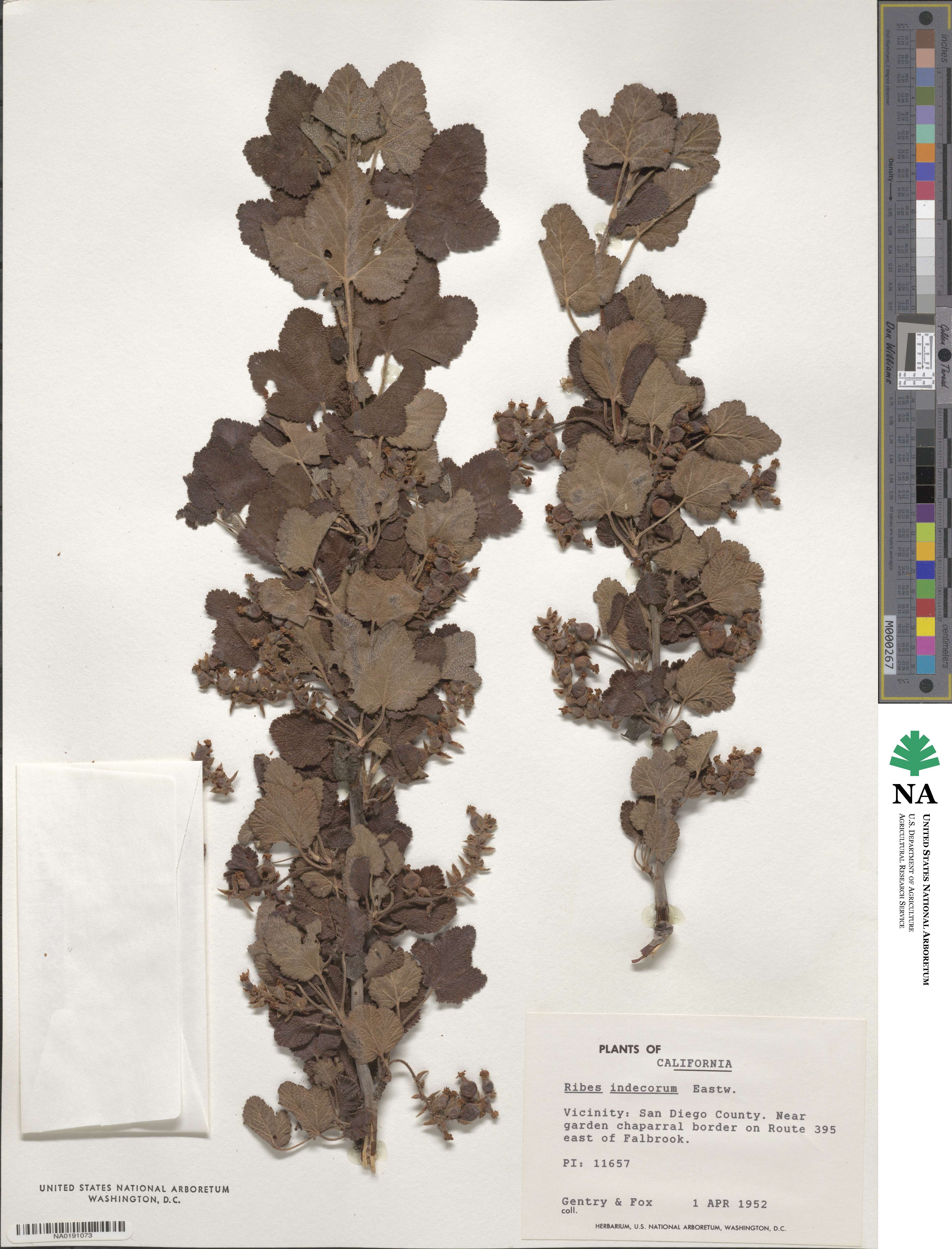 Ribes indecorum image