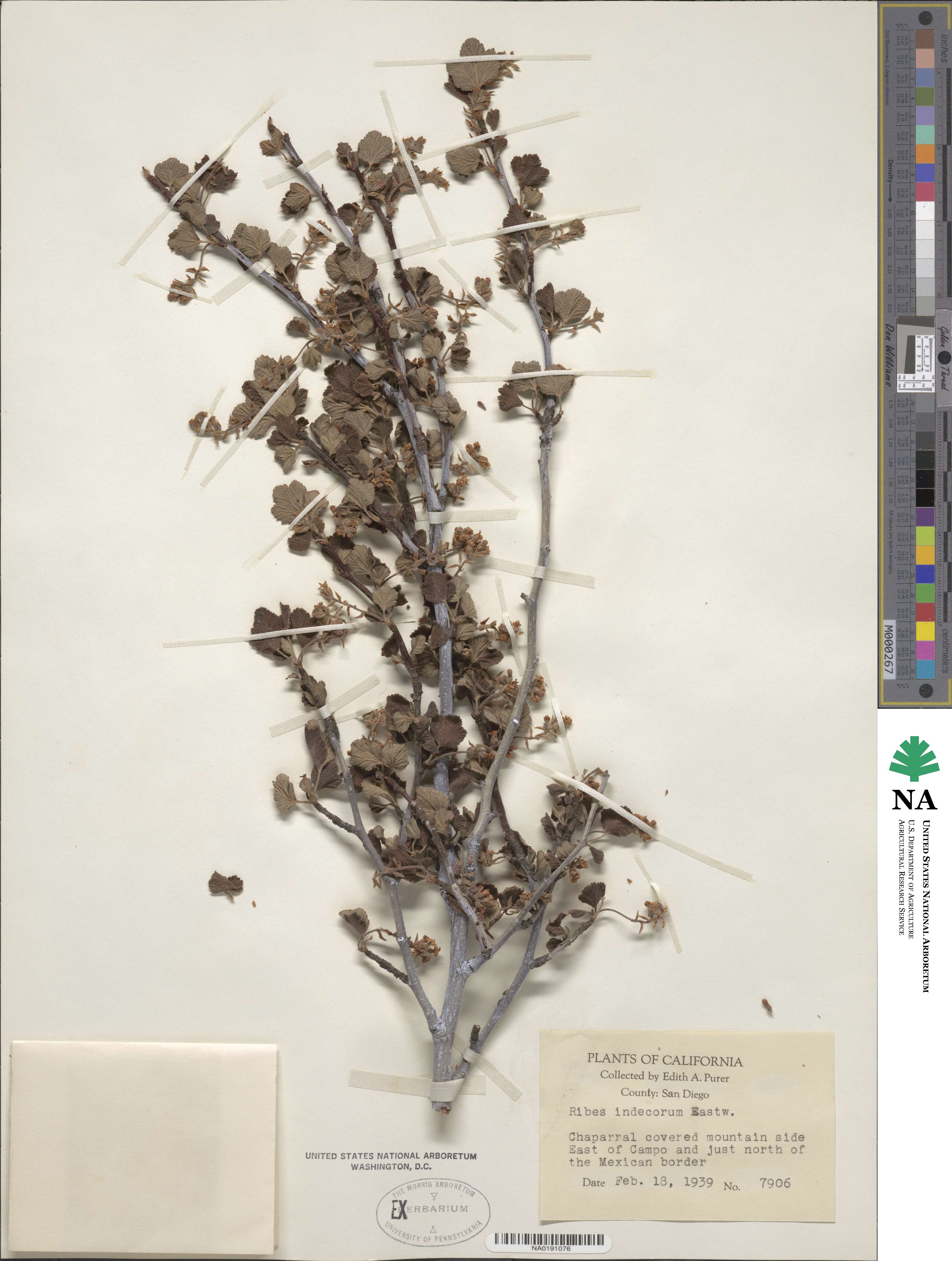 Ribes indecorum image