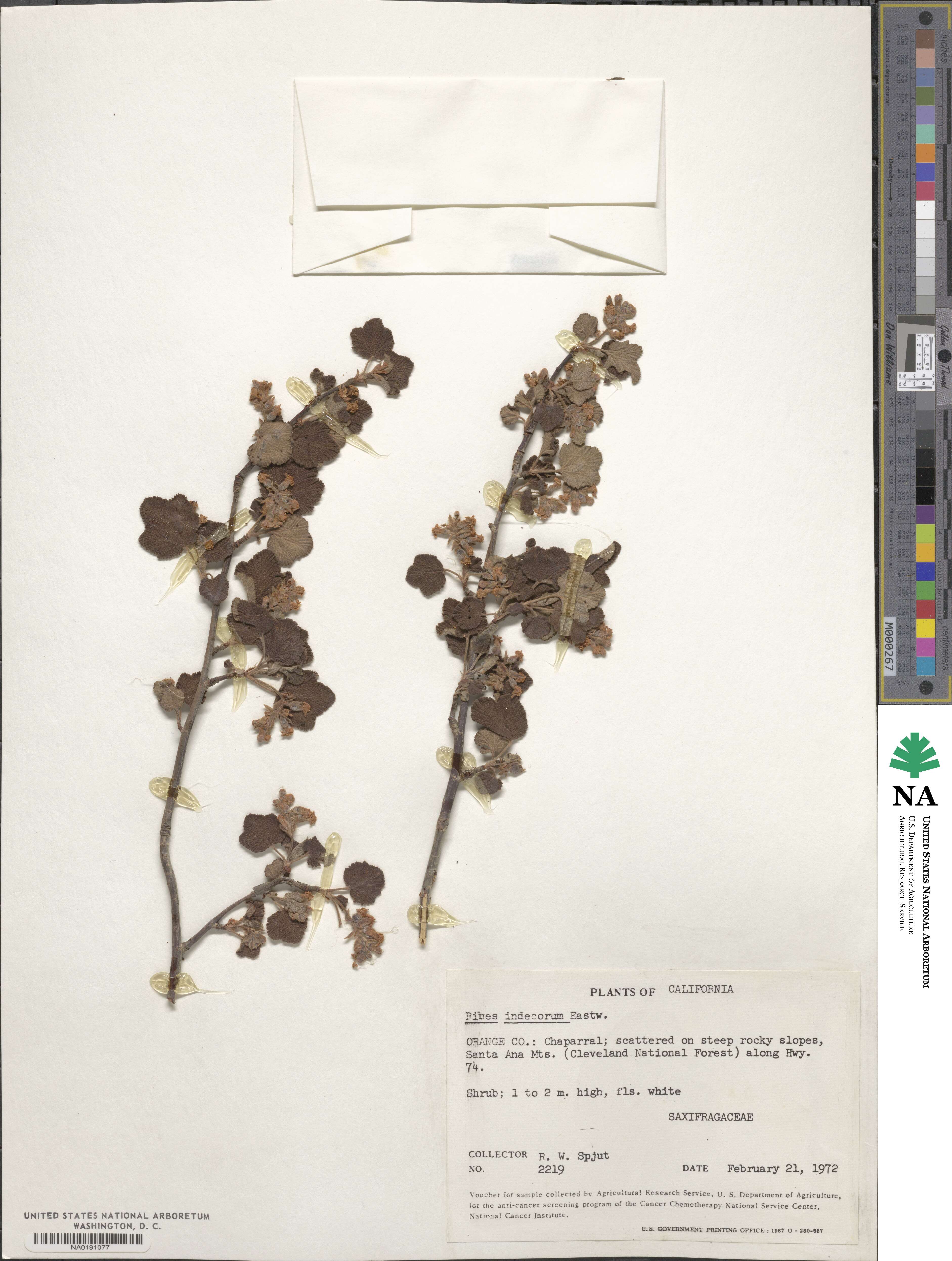 Ribes indecorum image