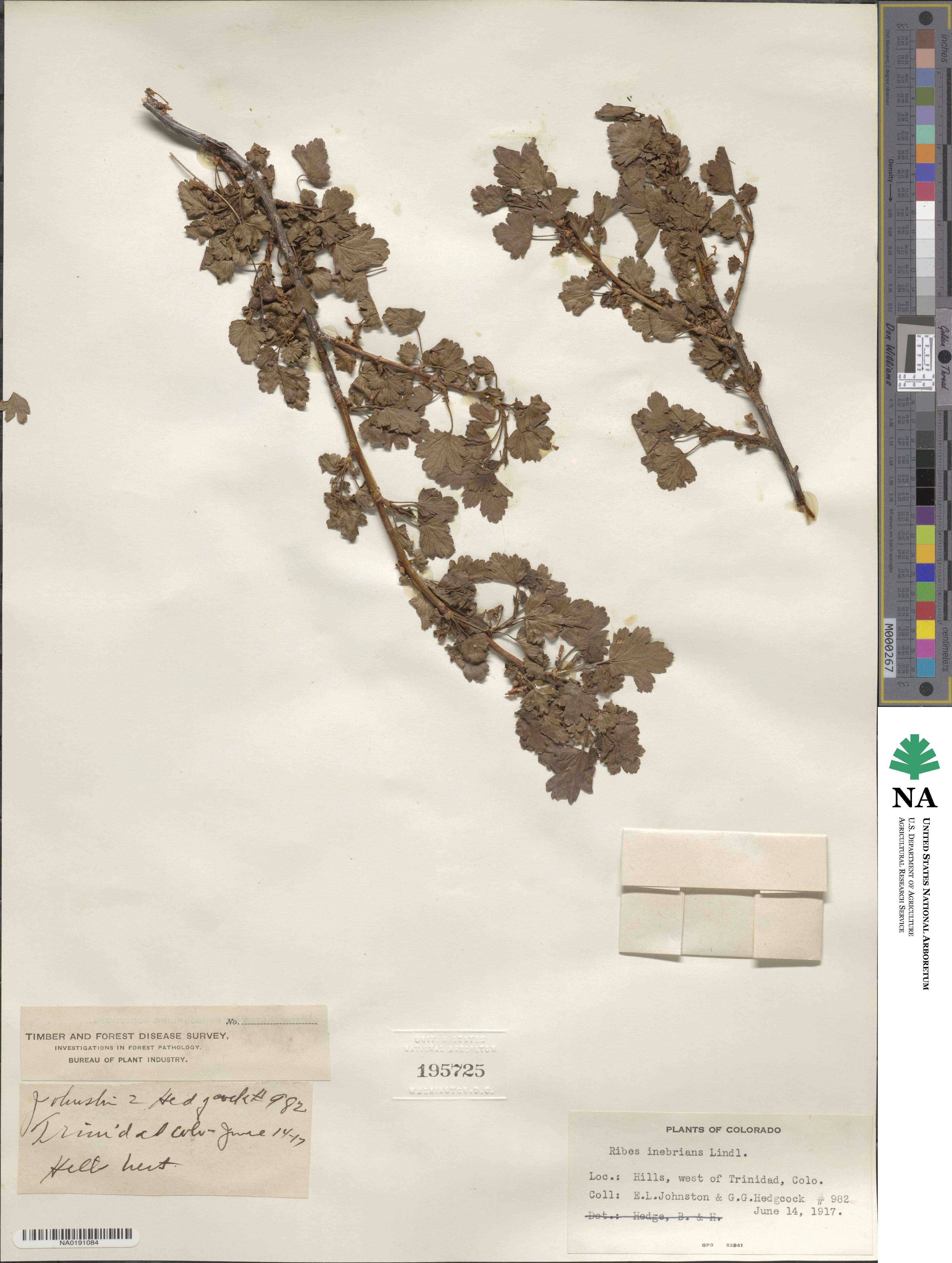 Ribes cereum image