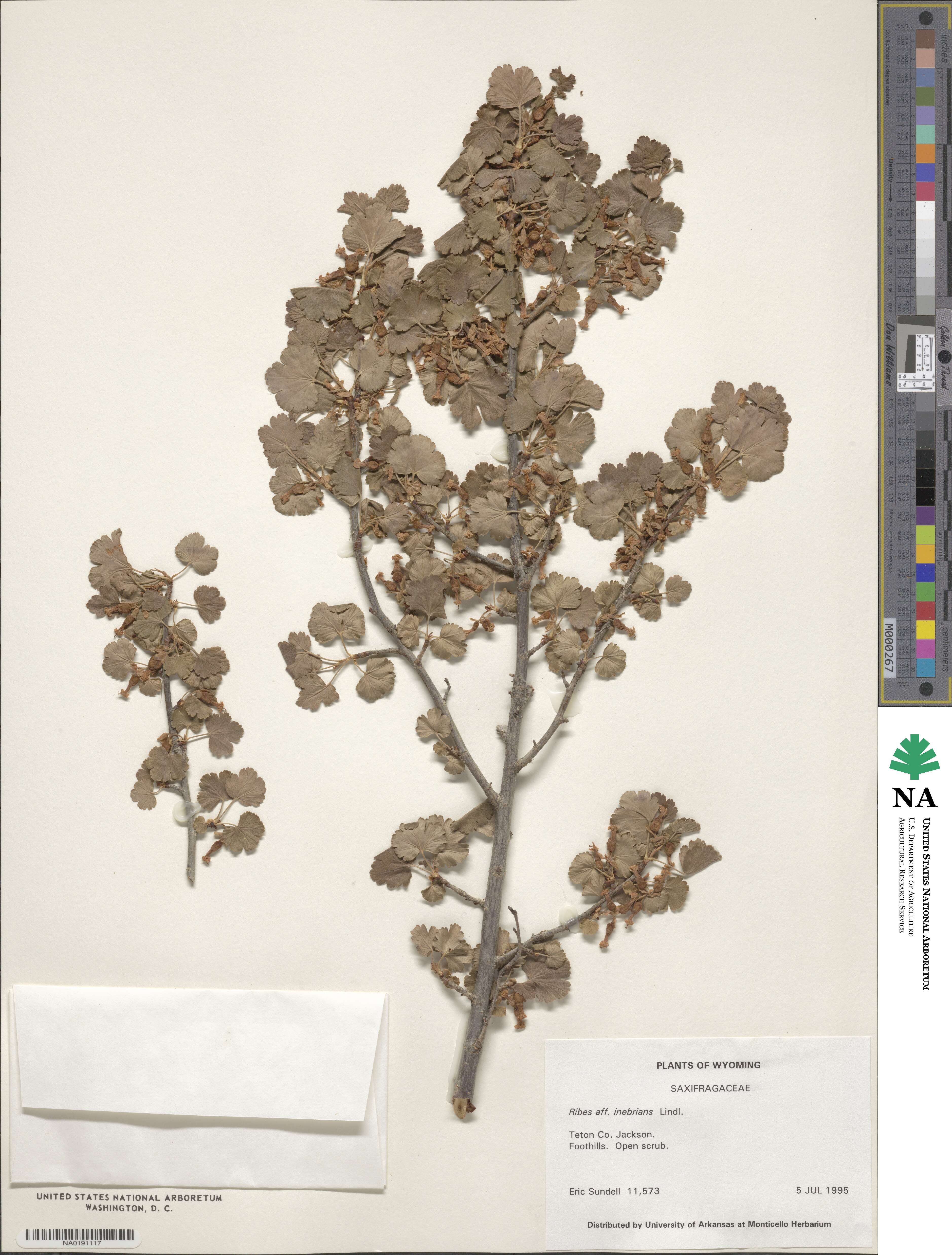 Ribes cereum image