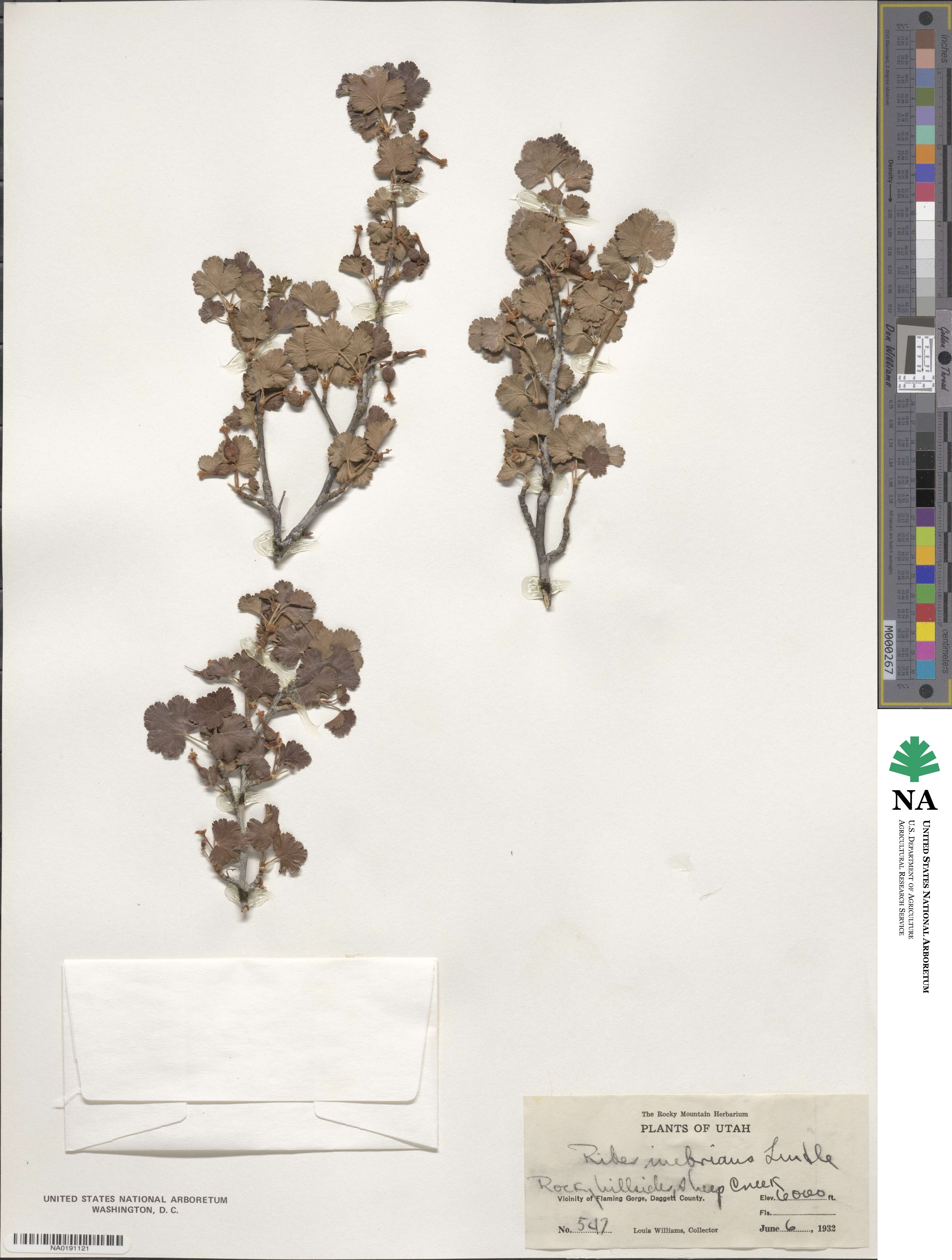 Ribes cereum image
