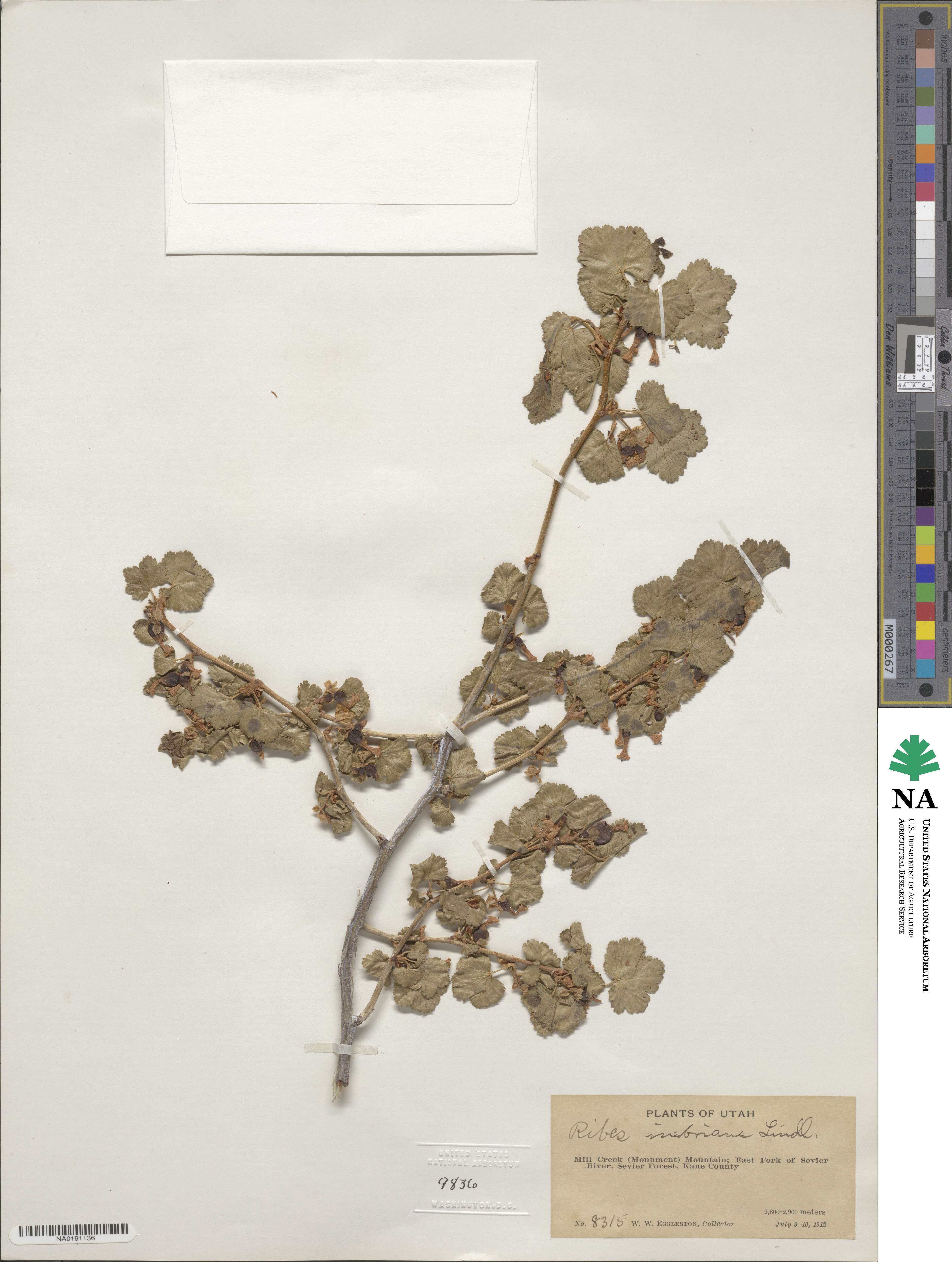 Ribes cereum var. pedicellare image