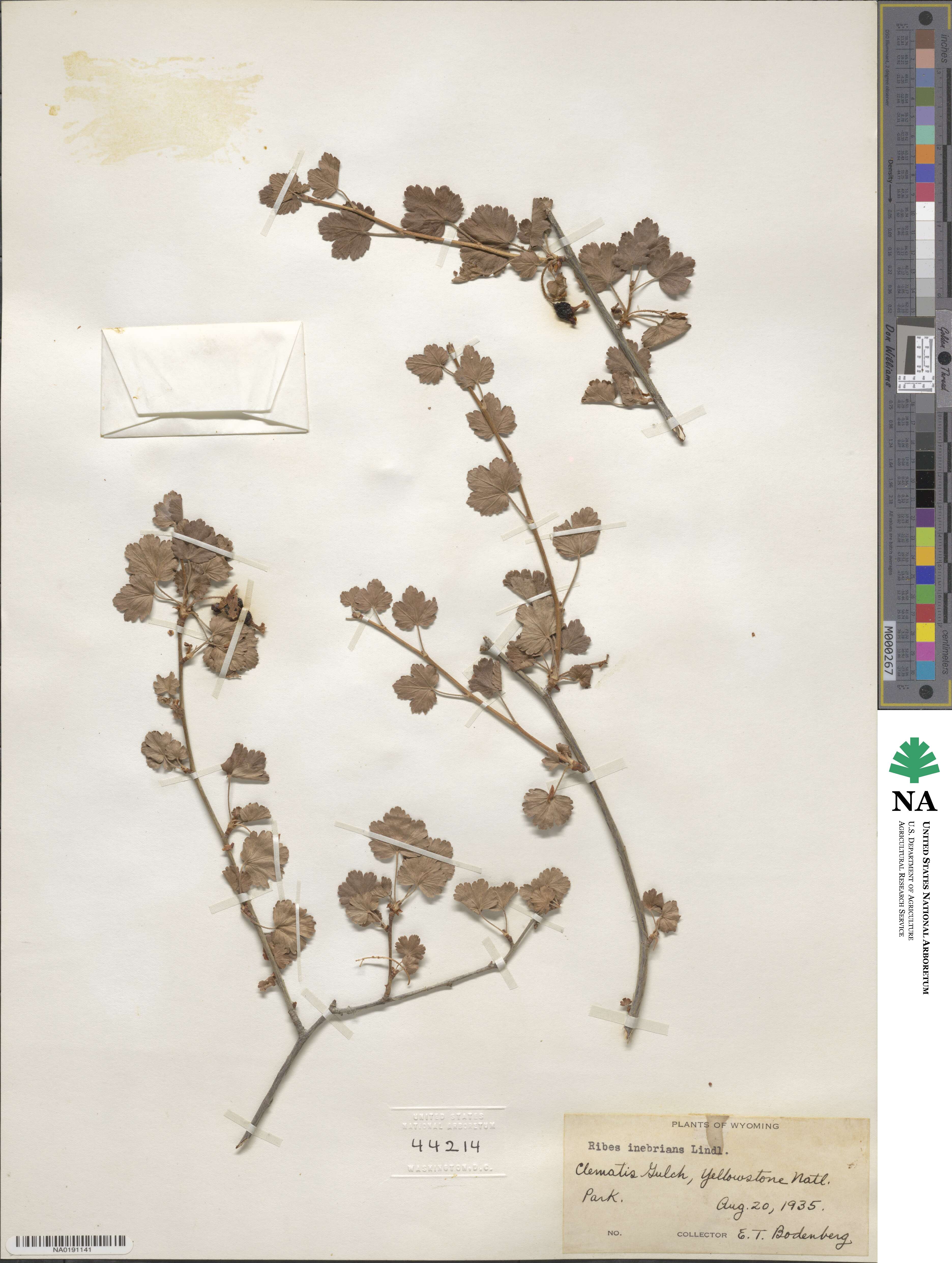 Ribes cereum image