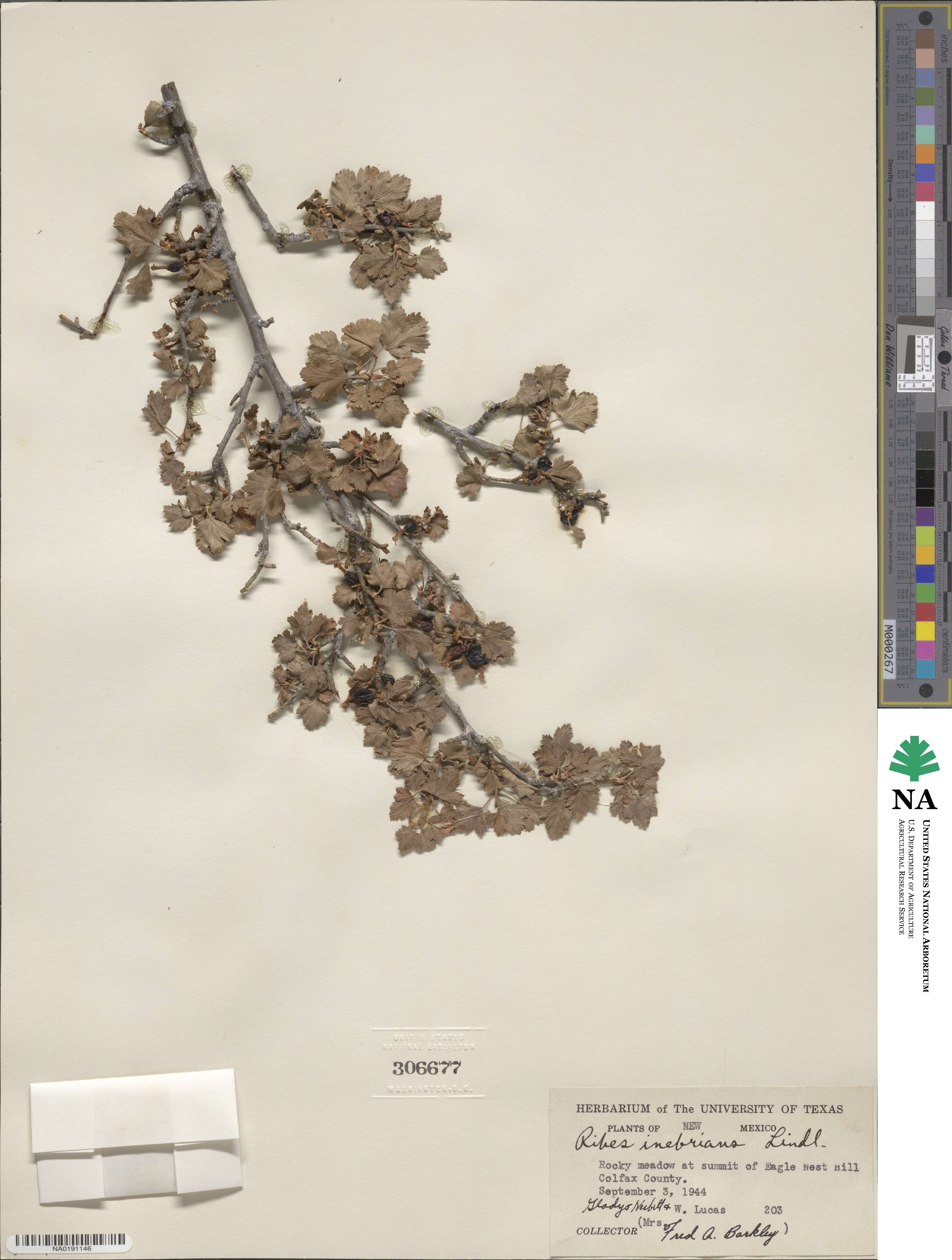 Ribes cereum var. pedicellare image