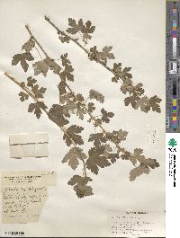 Ribes inerme image