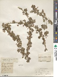 Ribes inerme image