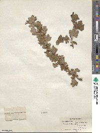 Ribes inerme image