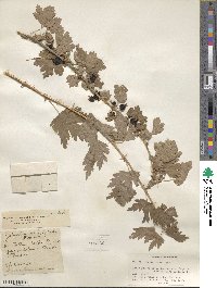 Ribes inerme image