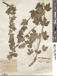 Ribes inerme image