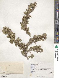 Ribes inerme image