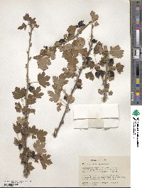 Ribes inerme image