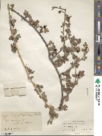 Ribes inerme image