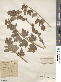 Ribes inerme image