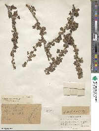 Ribes inerme image