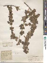 Ribes inerme image