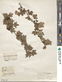 Ribes inerme image