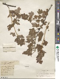 Ribes inerme image