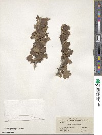 Ribes inerme image