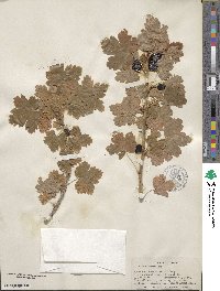 Ribes inerme image