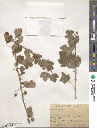 Ribes inerme image