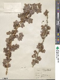 Ribes inerme image