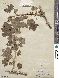 Ribes inerme image